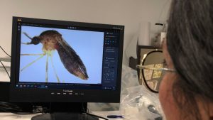 Investigadora observando una imagen ampliada de un mosquito en la pantalla de un microscopio.