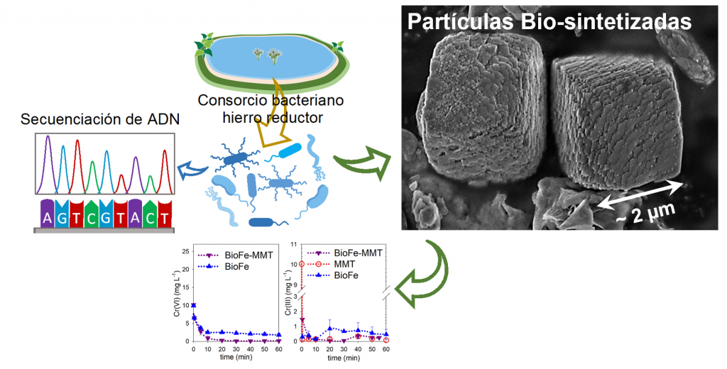 Esquema del proceso de síntesis de las bio-partículas en el cual se aprovechó la capacidad hierro-reductora de un consorcio microbiano previamente aislado de un ambiente natural y caracterizado a través de técnicas de secuenciación masiva. Estas biopartículas fueron utilizadas para remover cromo.