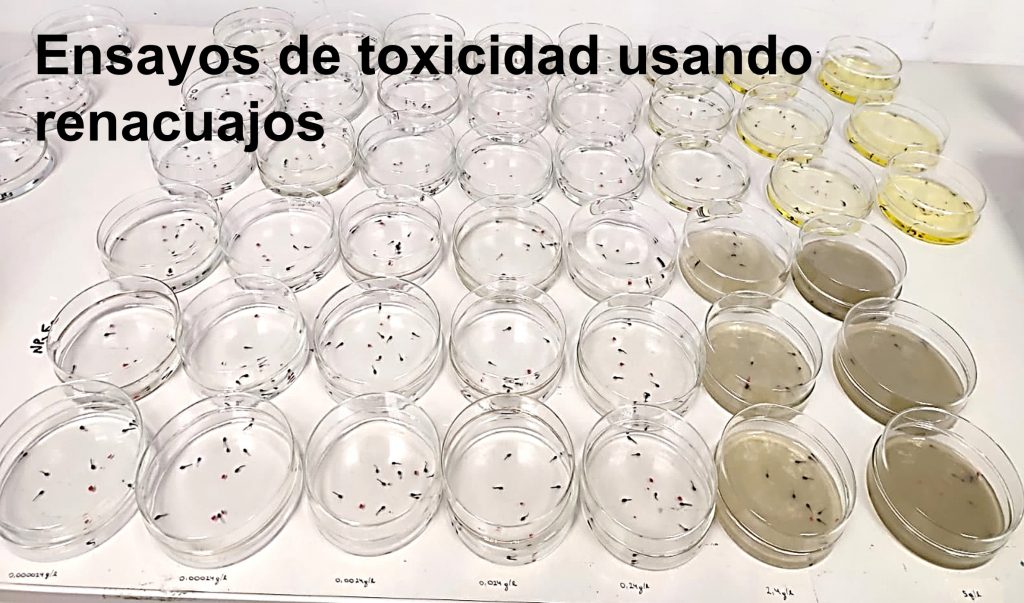 Ensayos de toxicidad usando renacuajos.