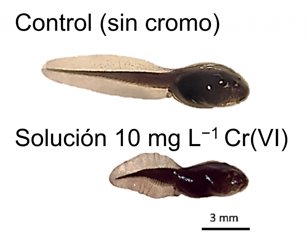 Efectos no letales sobre larvas de R. arenarum debido a su exposición de una solución de Cr(VI) de concentración 10 mg L-1.