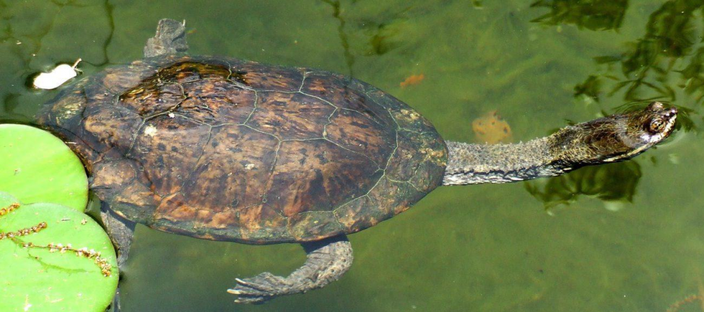 Foto de una tortuga cuello de serpiente en el agua.
